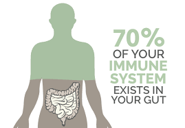 70 of your immune system exists in your gut